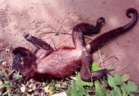 AGEVISA CONFIRMA 1ª MORTE DE MACACO VÍTIMA DE FEBRE AMARELA EM RONDÔNIA - Foto: ASSESSORIA