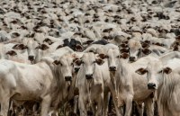 ISAÚ FONSECA LIDERA CORRIDA PELA PREFEITURA EM JI - PARANÁ NA BUSCA PELA REELEIÇÃO - Foto: 