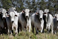 GADO DE CORTE AUMENTA 17,1%, LEITEIRO DIMINUI, 18 ENTRE OS 100 MAIORES CRIADORES SÃO DE RONDÔNIA - Foto: Amabile Casarin / IBGE